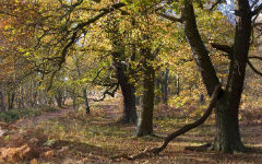 soils-and-vegetation-of-crimea-1