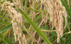 crimea-grow-rice_3