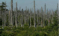 problems-of-forest-in-the-crimea-1