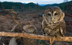 problem-wildlife-crimea_1